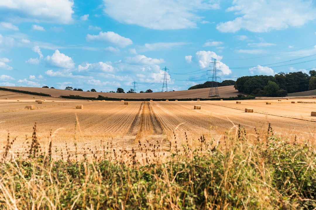 Agricultural Innovation: Why the UK is Betting on Vertical Farming