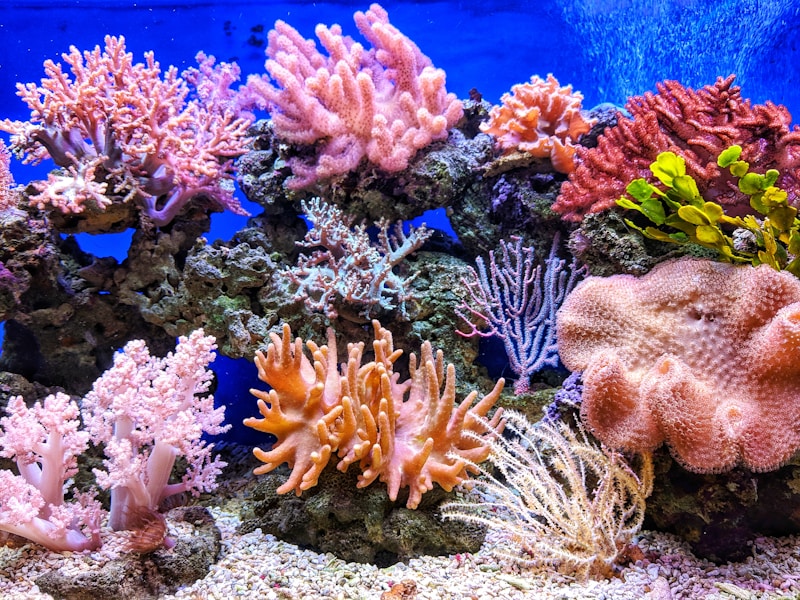 Great Barrier Reef Shows Record Coral Cover in New Survey